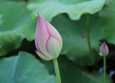 盆栽荷花怎么种长得更高 家养莲藕盆栽荷花的种植方法