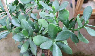 什么季节玉树换盆最好 哪个季节玉树换盆合适