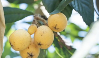 新鲜枇杷叶子煮水怎么做 新鲜枇杷叶子煮水的方法