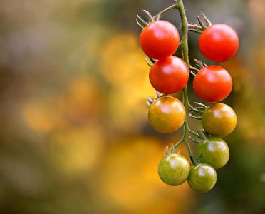 摩羯和金牛座配对指数分析 摩羯和金牛是绝佳配对吗