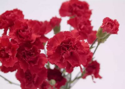 送花有什么讲究 送花常识和送花禁忌知识分享