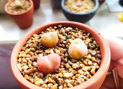 毛汉尼徒长了怎么办 毛汉尼徒长是什么样子