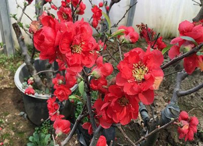 海棠花怎么过冬天 越冬管理方法