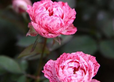 月季适合在南方生长吗 月季在南方如何养护开花更旺