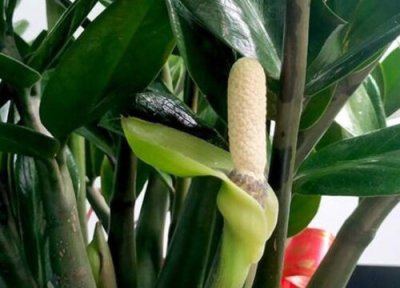 金钱树怎么修剪枝叶 教程 金枝玉叶盆景造型及修剪方法