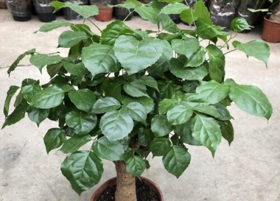 幸福树夏天会掉叶子吗 夏天如何养幸福树避免掉叶片的现象