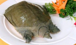 钓鱼钓到甲鱼预兆什么 钓鱼钓到甲鱼有啥预兆