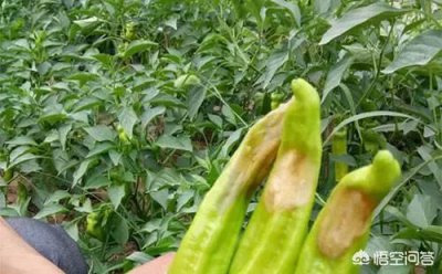 辣椒得了脐腐病用什么农药打 辣椒脐腐病症状及防治方法