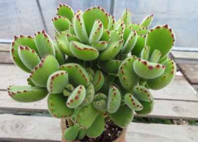 哪些多肉可以露养不怕雨淋 怎样养肉肉植物不怕下雨