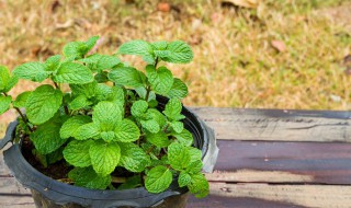 薄荷盆栽养殖注意哪些细节 养殖薄荷盆栽需要注意些什么