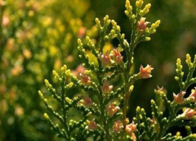 柏树开花预兆 柏树开花什么预兆