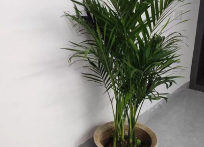 散尾葵为什么不适合放在家里 摆放在家里客厅位置与禁忌