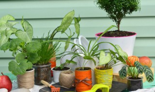 国外适合养什么盆栽花 国外适合养哪些盆栽花