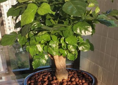 幸福树需要阳光吗 幸福树喜欢阳光照射多好还是少好