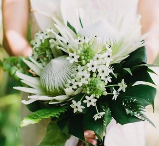 伯利恒之星是什么花图片 天鹅绒的样子及养护技巧