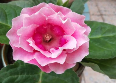 大岩桐什么时候开花 一年四季都开花吗