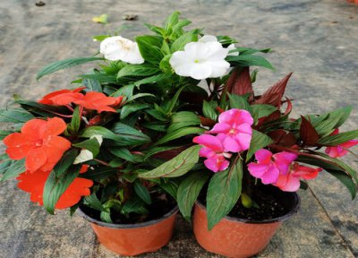 凤仙花一盆种几棵 凤仙花一盆种几株好