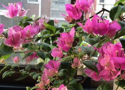 三角梅开花后需要剪枝吗 三角梅开完花且花落后如何修剪