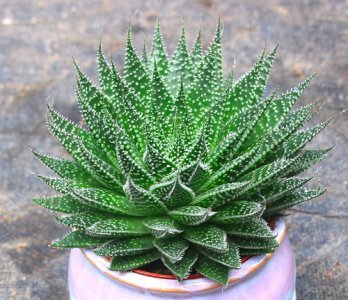 芦荟扦插时间 芦荟扦插生根最快方法