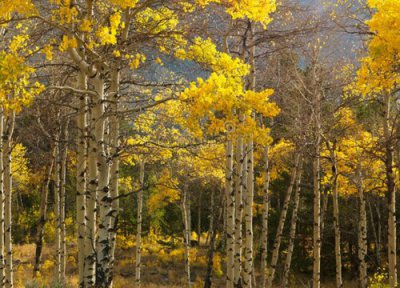 杨树的功效 杨树有什么作用