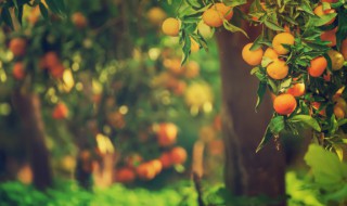 室外小院植物有哪些 室外小院可以种植哪些植物