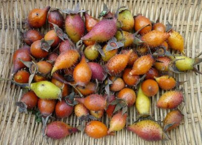 干一斤金樱子泡几斤酒几斤糖 3斤晒干金樱子泡60斤白酒