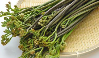 蕨菜的常见产地和品种 蕨菜的种类名称及图片