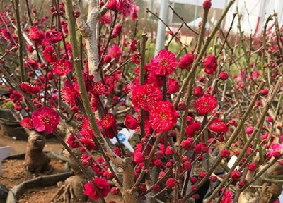 三角梅什么季节开花 一年开几次花