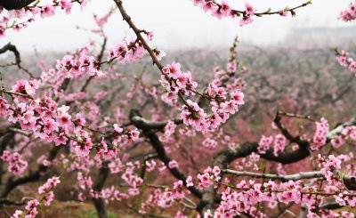 桃树怎样修剪枝条图片 桃树去强留弱剪枝少病害多结果