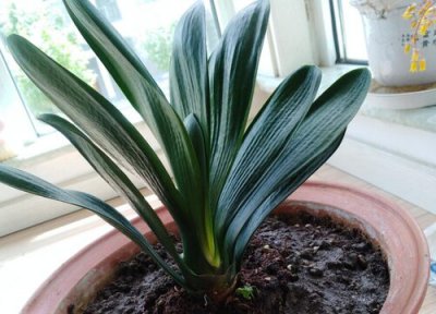 君子兰什么时候换盆最好 在什么时间换盆合适