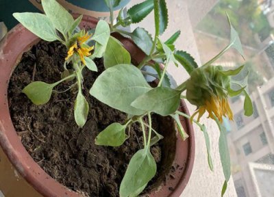 向日葵种子怎么发芽 发芽过程及栽种过程记录