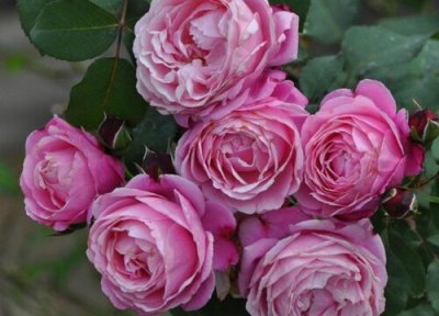 月季修女是藤本还是灌木 月季修女属于藤本还是灌木