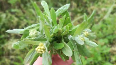 清明果是什么东西做成的图片 清明果为什么叫清明果