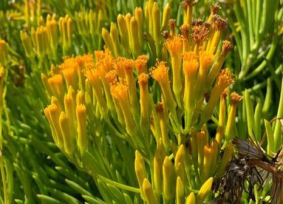 玉树可以放在室外养吗 冬天能放室外养护吗