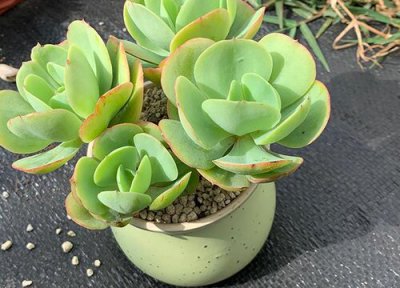 多肉叶子有黑斑是什么原因造成的 多肉长黑色斑怎么治