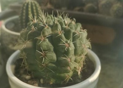 绯花玉仙人球的养殖方法 绯花玉仙人球的养殖方法和注意事项