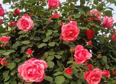 月季养护发现虫害怎么办 月季花虫害怎么发现怎么观察