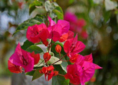 三角梅为什么停止生长了呢 三角梅生长期没有生长的迹象是什么原因