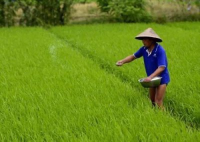 尿素叶面施肥浓度多少合适 掌握尿素施叶面肥配比浓度