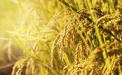 中国乡村未来发展的8个趋势 未来农村发展方向分析