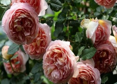 亚伯拉罕月季是藤本还是灌木 亚伯拉罕月季属于藤本还是灌木