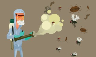 放什么东西赶走苍蝇 怎么赶走苍蝇