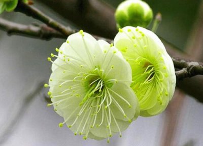 绿梅盆景的养殖方法 绿梅盆景的养殖方法和注意事项