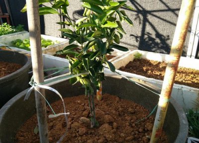 桔子树什么时候移栽最好 橘子树苗移栽时间及方法