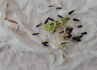 大丽花有种子吗 大丽花种子图片及种植方法