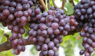 巨玫瑰适合什么地方种植 巨玫瑰的简介