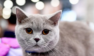 猫咪吃得少怎么办 猫吃东西特别少怎么办