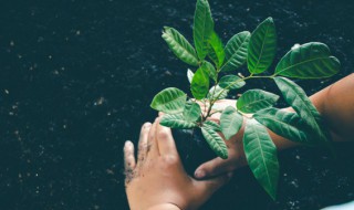 室外绿色植物有哪些 室外有哪些绿色植物