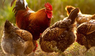 冬天肉鸡怎么养才能生病 冬天怎么养肉鸡才能生病