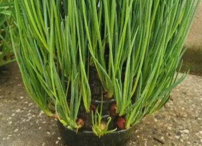 怎么种葱育苗 有哪些方法